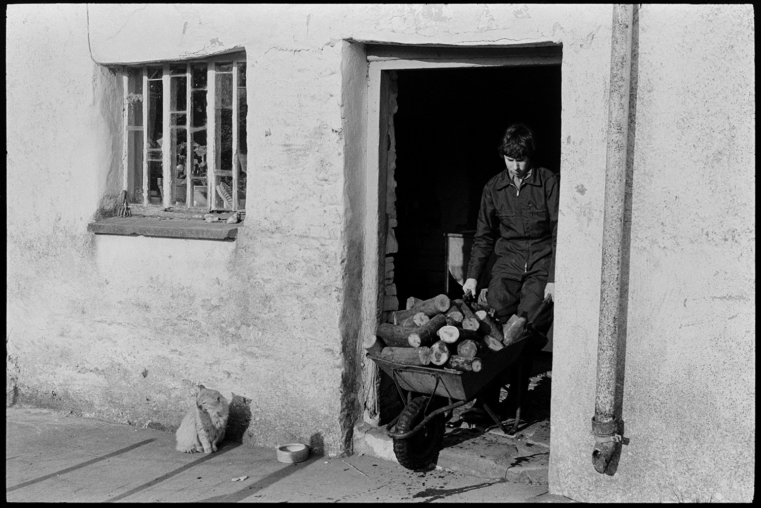 Farmers sawing logs with circular saw, taking them in in wheelbarrow. 
[A man pulling a wheelbarrow full of logs into the farmhouse at Lower Langham, Dolton. The logs have been cut up by Alf Pugsley. A cat is sat outside the open doorway by a bowl.]