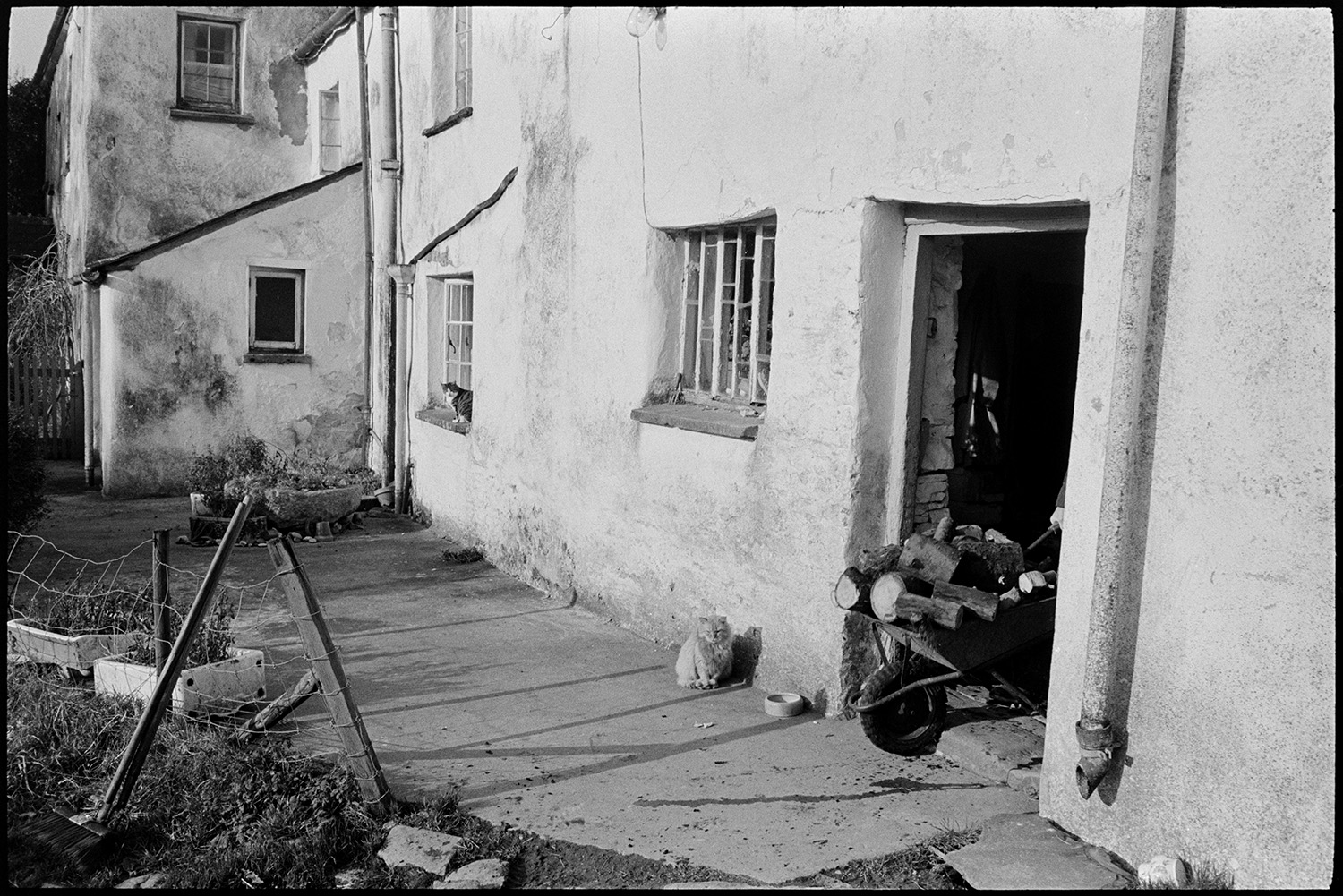 Farmers sawing logs with circular saw, taking them in in wheelbarrow. 
[A man pulling a wheelbarrow full of logs into the farmhouse at Lower Langham, Dolton. The logs have been cut up by Alf Pugsley. A cat is sat outside the open doorway by a bowl and another cat can be seen sitting on a windowsill further along the farmhouse.]