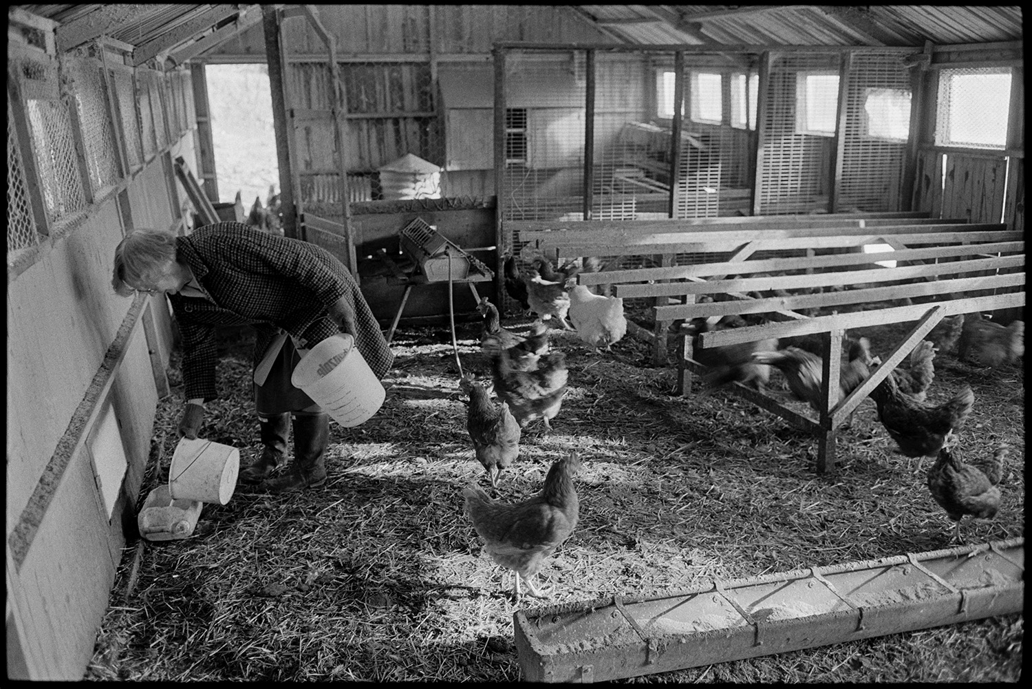 Woman, farmers wife collecting eggs in poultry house. 
[May Pugsley filling a water or feed bowl for chickens in a large wooden poultry house at Lower Langham, Dolton.]