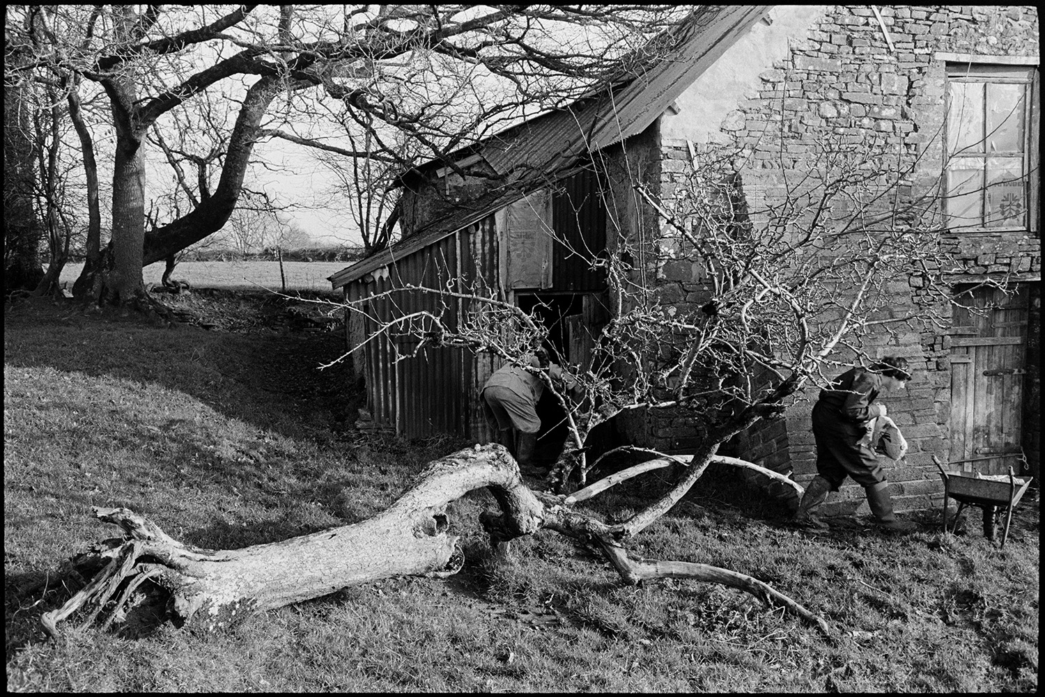 Farmer taking feed to bullocks in barn in orchard at dusk. 
[Alf Pugsley and another man taking feed to bullocks in a stone and corrugated iron barn in an old orchard at Lower Langham, Dolton. A fallen tree is lying in front of the barn.]