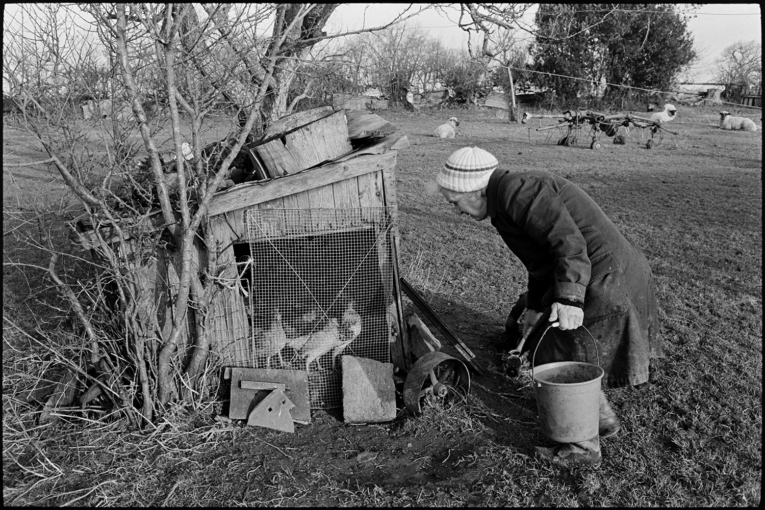 Woman, farmers wife feeding chickens and collecting eggs. 
[Evelyn Folland feeding and collecting eggs in a bucket from wooden chicken coops in a field at Higher Upcott, Dowland. Sheep and farm machinery can be seen in the background.]