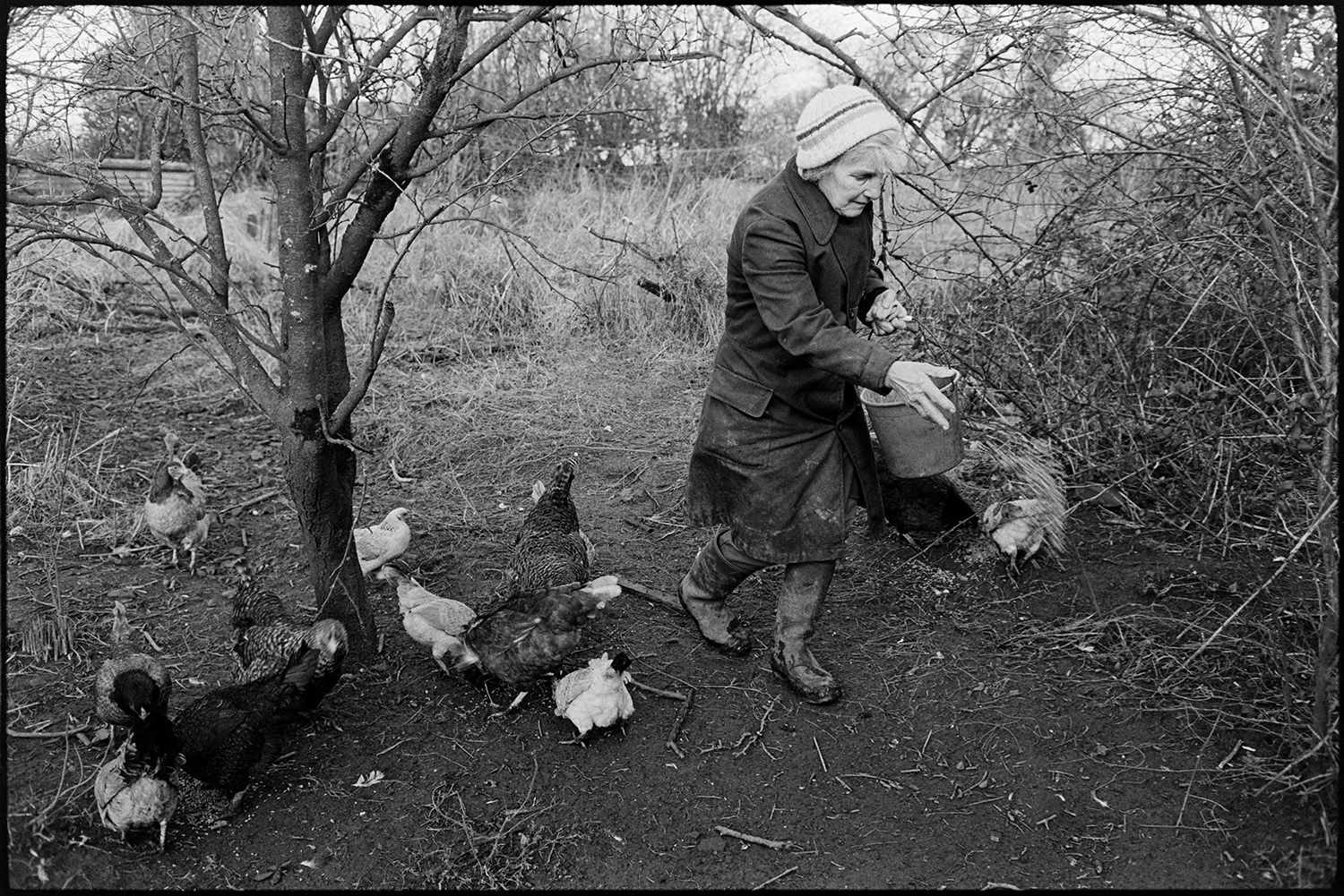 Woman, farmers wife feeding chickens and collecting eggs. 
[Evelyn Folland feeding chickens by bushes and a tree in the farmyard at Higher Upcott, Dowland. She is scattering grain for them from a bucket.]