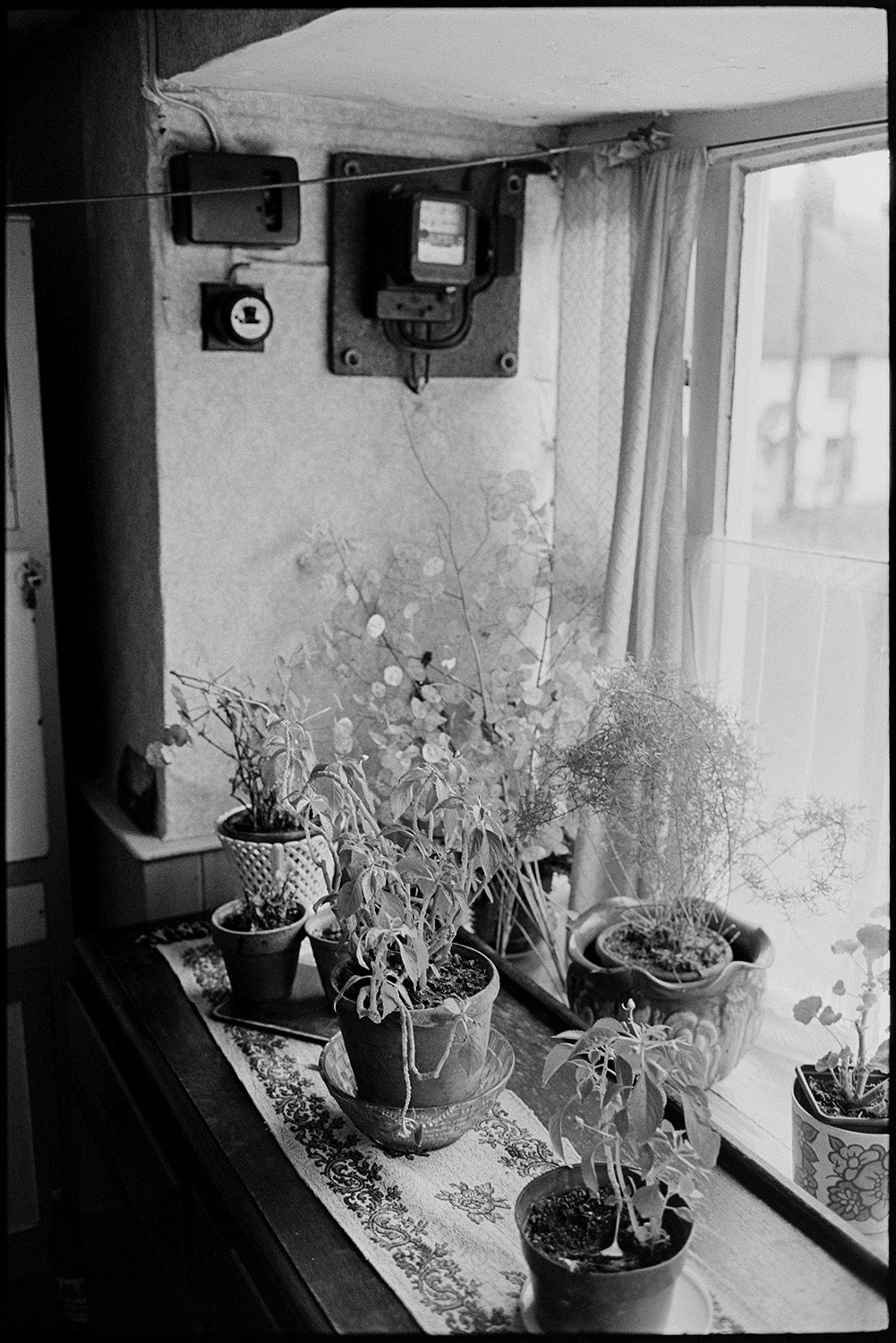 Windowsill with pot plants and fuse box and electricity meter on wall.
[A window alcove with pot plants on a shelf in a house in Beaford. An electricity meter is fitted to the wall.]