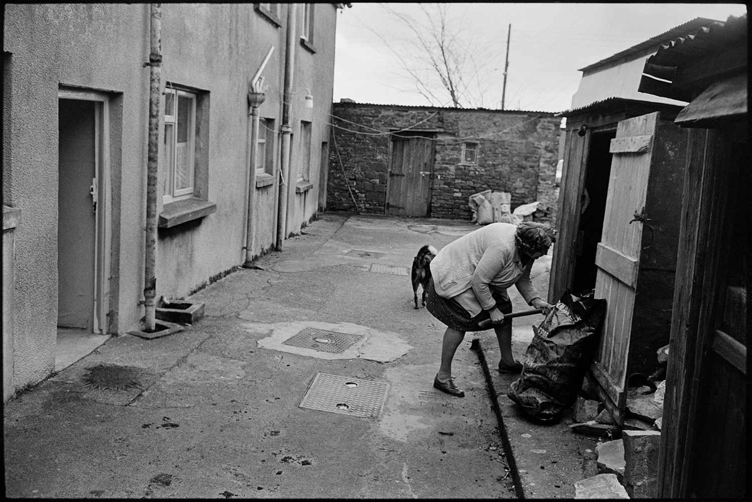 Milkman farmer on his last round in village, chatting as he delivers bottles from van.
[A woman getting coal from a wooden shed, in front of a terrace of houses in Beaford. A dog is standing behind her.]