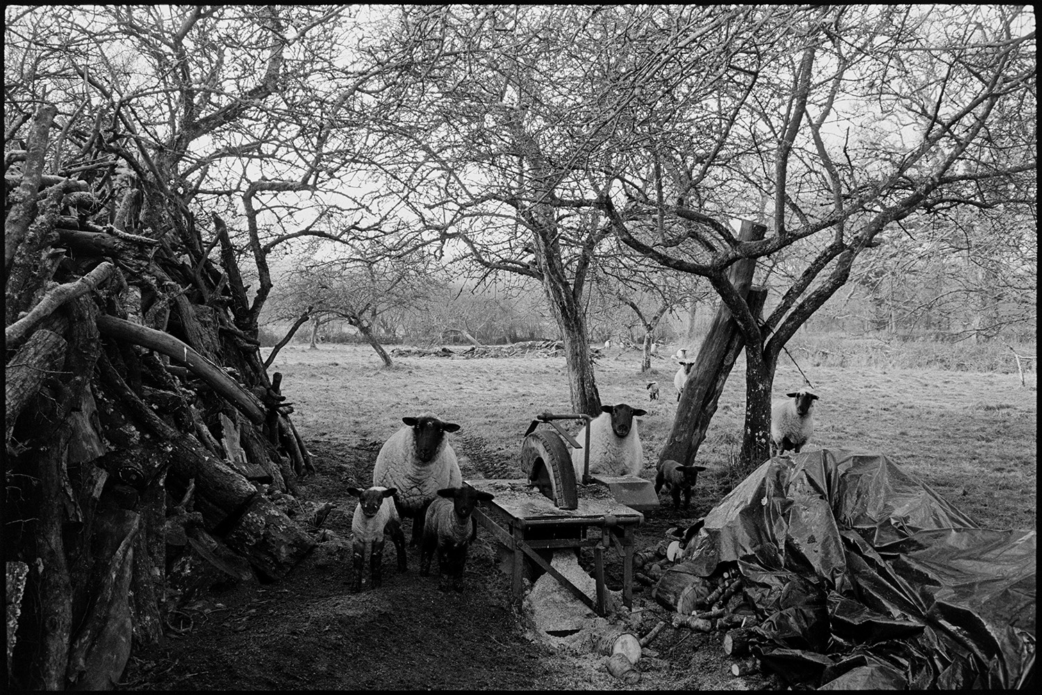 Sheep in orchard with logs and woodpile ,farmer feeding sheep. 
[Sheep and lambs by a circular saw, covered with a tyre, and a woodpile in an orchard at Middle Week, Iddesleigh.]