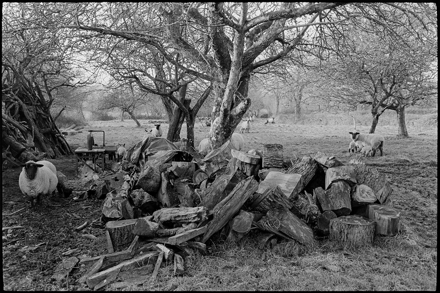 Sheep in orchard with logs and woodpile, farmer feeding sheep.
[Sheep and lambs, with a large pile of logs and circular saw, in an apple orchard at Middle Week near Iddesleigh.]