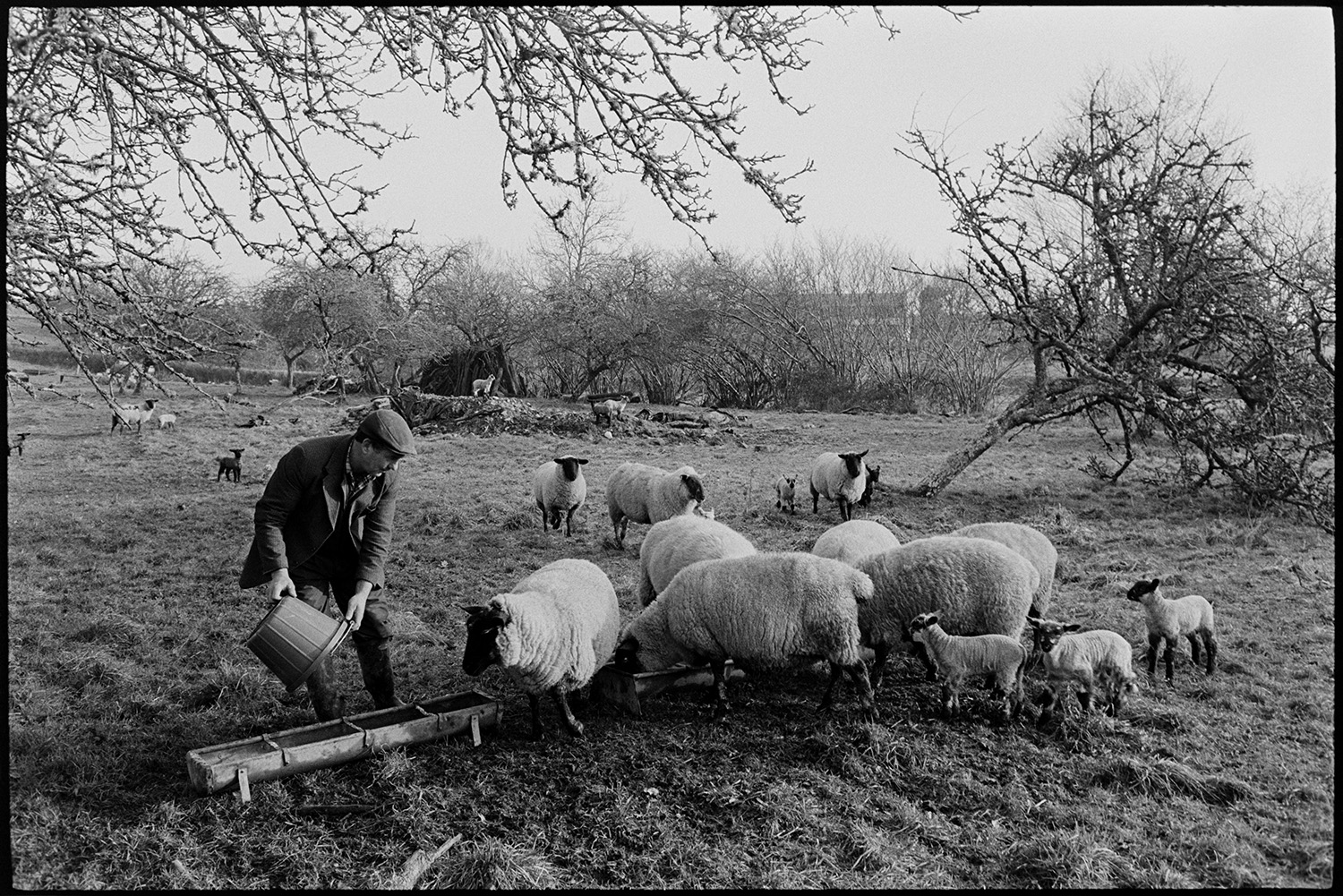 Sheep in orchard with logs and woodpile, farmer feeding sheep.
[Morley King feeding sheep and lambs in an orchard at Middle Week, Iddesleigh. He is pouring feed from a plastic bucket into a metal trough. Apple trees and a woodpile can be seen in the background.]