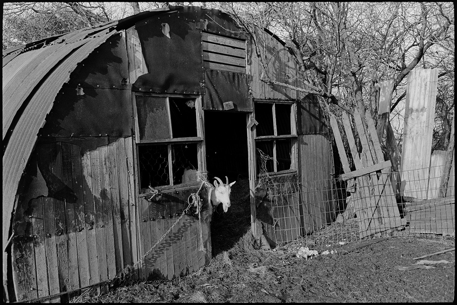 Muddy farmyard with Muscovy ducks, geese, goat, corrugated iron sheds, tractor tyre.
[A goat looking out of a nissen hut constructed of corrugated iron and rough wood planking, at Cuppers Piece, Beaford.]