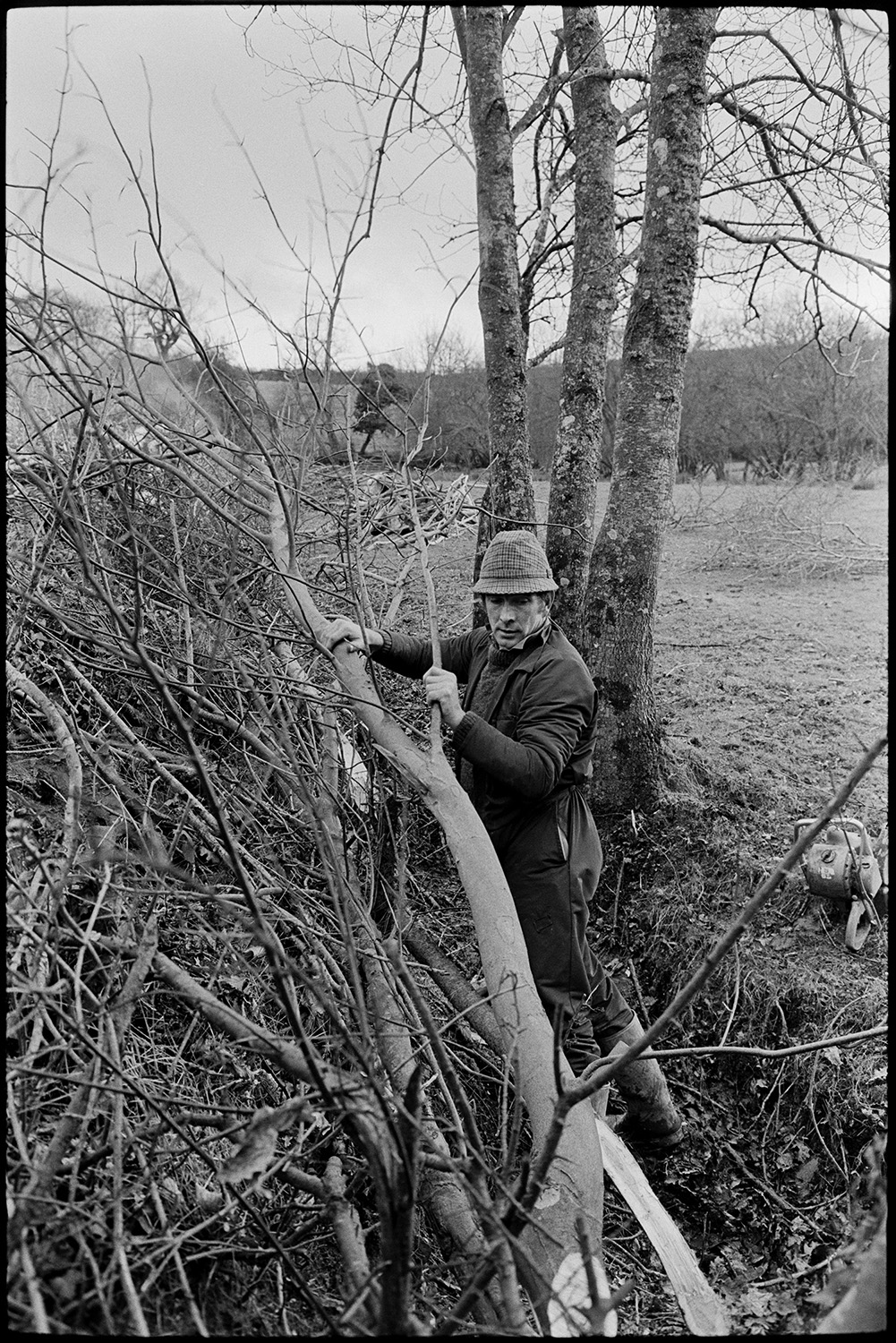 Man laying hedge.
[Gerald Harris laying a hedge at Millhams, Dolton. A chainsaw lies on the ground behind him and trees and woodpiles are visible in the background.]