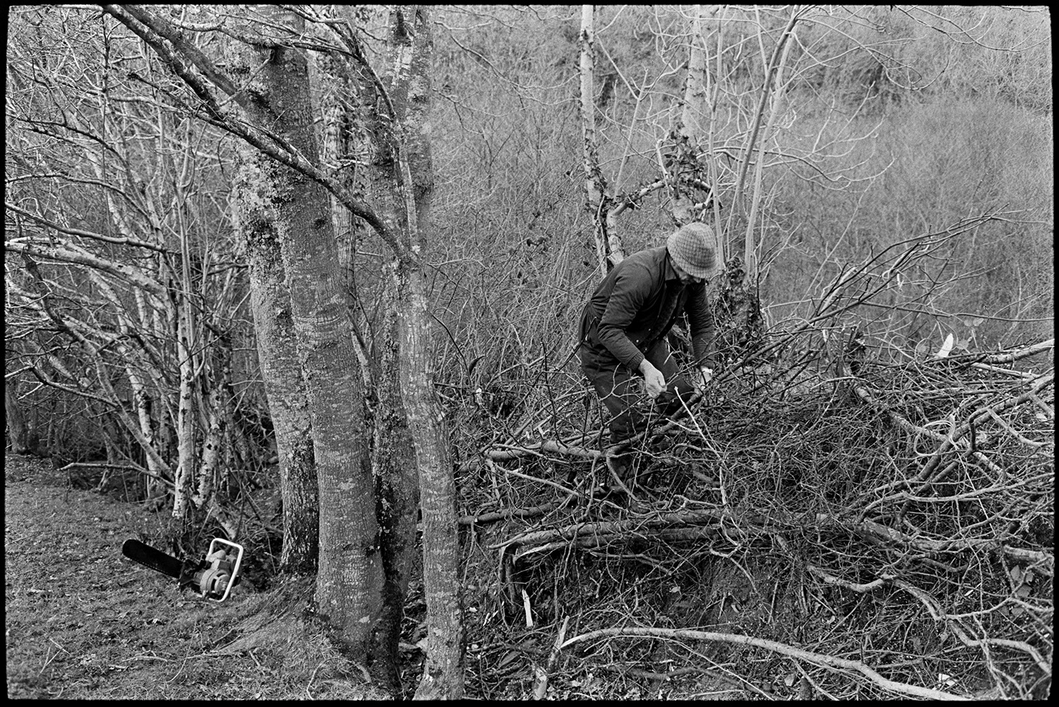 Man laying hedge.
[Gerald Harris laying a hedge at Millhams, Dolton. A chainsaw lies on the ground behind him and woodland is visible in the background.]