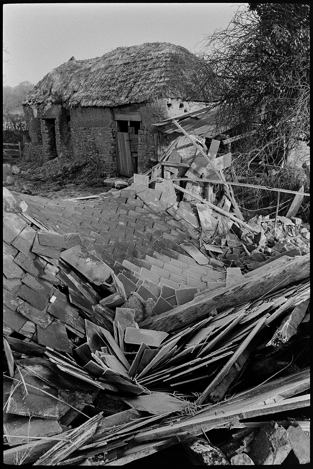 Ruined thatch and cob barns, with views from nearby stream, trees.
[A run down cob and thatch barn at Middle Week, Iddesleigh, behind a pile of fallen slates and timbers.]
