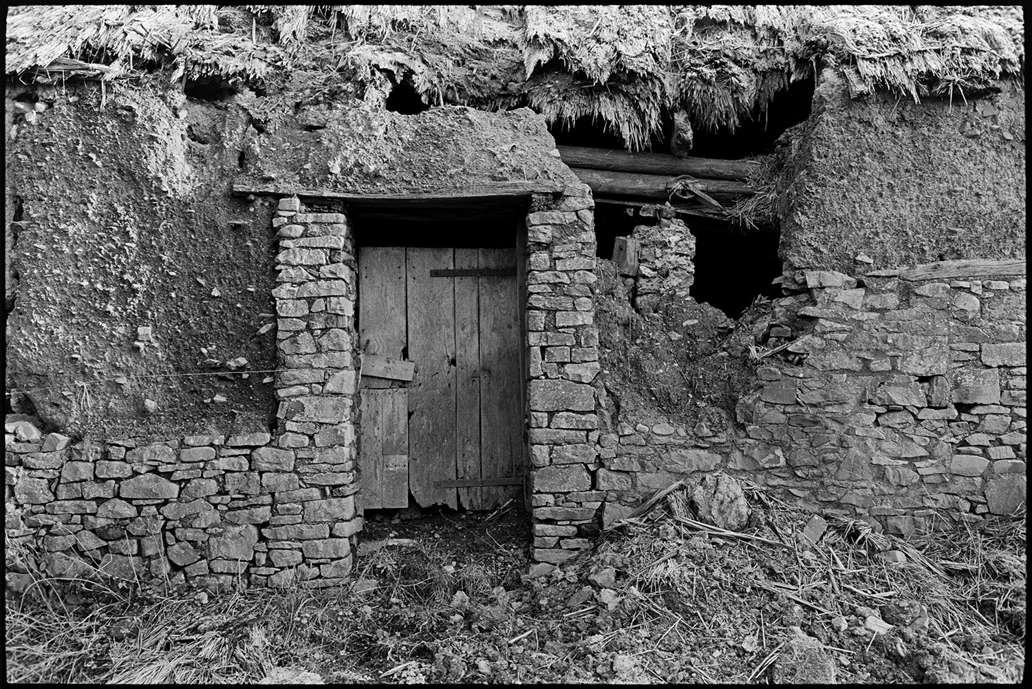 Ruined thatch and cob barns, with views from nearby stream, trees.
[The wooden door of a ruined thatch and cob barn at Middle Week, Iddesleigh.]