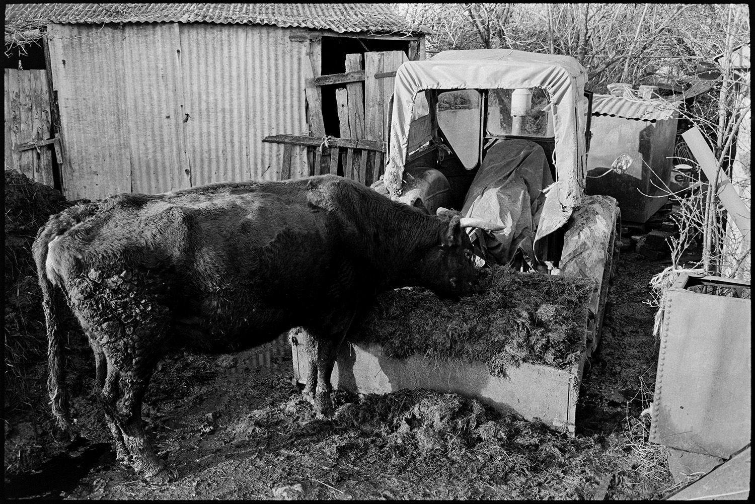 Muddy farmyard with tractor and link box, cow and collapsing old barns, tights on washing line.
[Cow feeding out of a link box attached to tractor, in a muddy farmyard at Cuppers Piece, Beaford. A corrugated iron barn with wooden doors is visible in the background.]