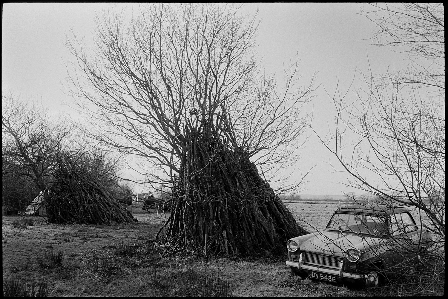 Woodpiles, wood ricks built around trees.
[ Woodpiles stacked around trees in a field, alongside an old Triumph Herald car at Cuppers Piece, Beaford.]