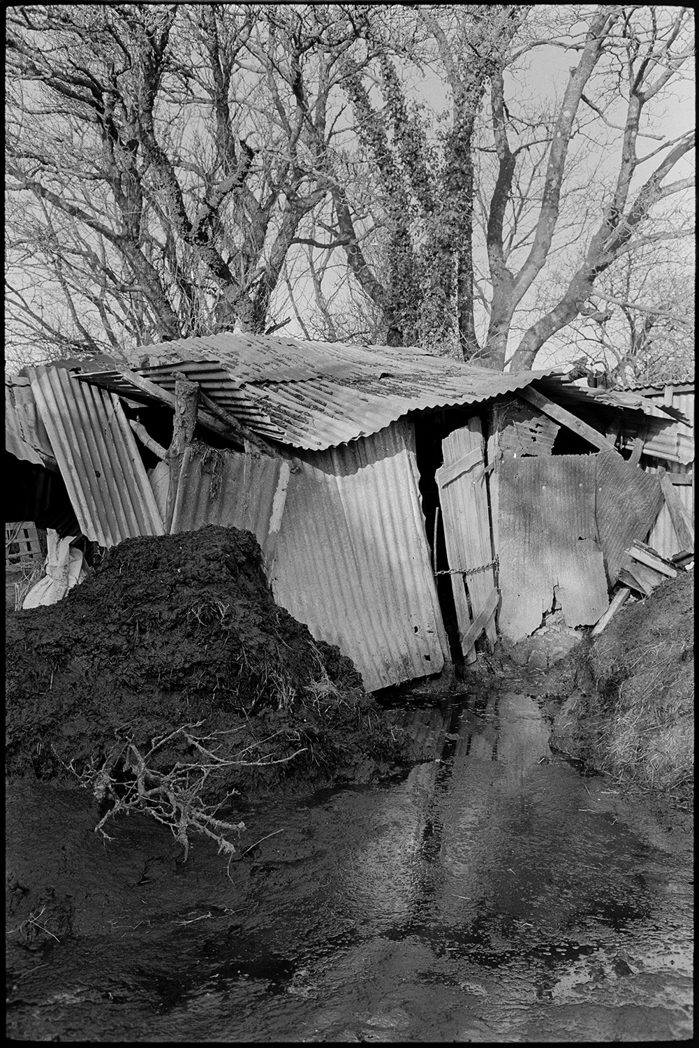 Muddy farmyard with tractor and link box, cow and collapsing old barns, tights on washing line.
[A collapsing corrugated iron barn at Cuppers Piece, Beaford. A pile of manure is next to the barn and trees are visible in the background.]