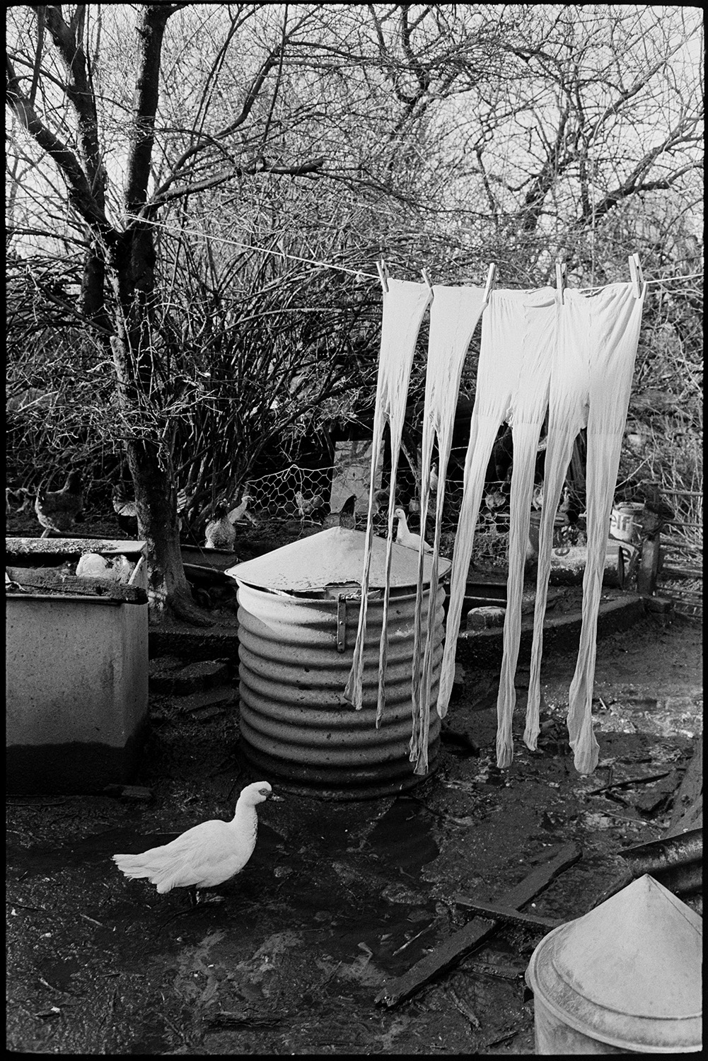 Muddy farmyard with tractor and link box, cow and collapsing old barns, tights on washing line.
[Muddy farmyard with tights hanging out to dry on a washing line, alongside metal containers and a Muscovy duck, at Cuppers Piece, Beaford. Trees, and a pen with chickens and geese is visible in the background.]