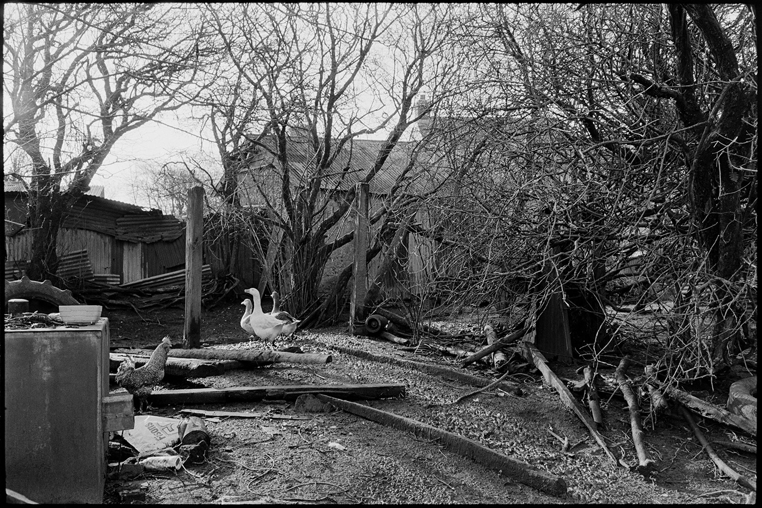 Mucky farmyard, geese, cows, mud, snowdrops in old orchard, tractor. 
[Geese and a cockerel in a muddy farmyard at Cuppers Piece, Beaford. Wooden poles, timber and corrugated iron barns can be seen in the farmyard amongst trees.]