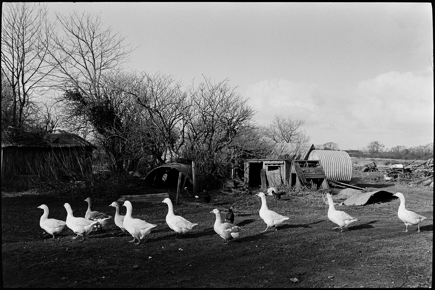 Mucky farmyard, geese, cows, mud, snowdrops in old orchard, tractor. 
[Geese walking through a field with wooden sheds and sheets of corrugated iron at Cuppers Piece, Beaford.]