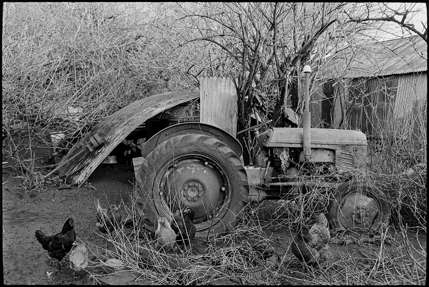 Mucky farmyard, geese, cows, mud, snowdrops in old orchard, tractor. 
[Chickens by a tractor and corrugated iron barn in a muddy farmyard at Cuppers Piece, Beaford. Sheets of corrugated iron are stacked against a tree in the background.]