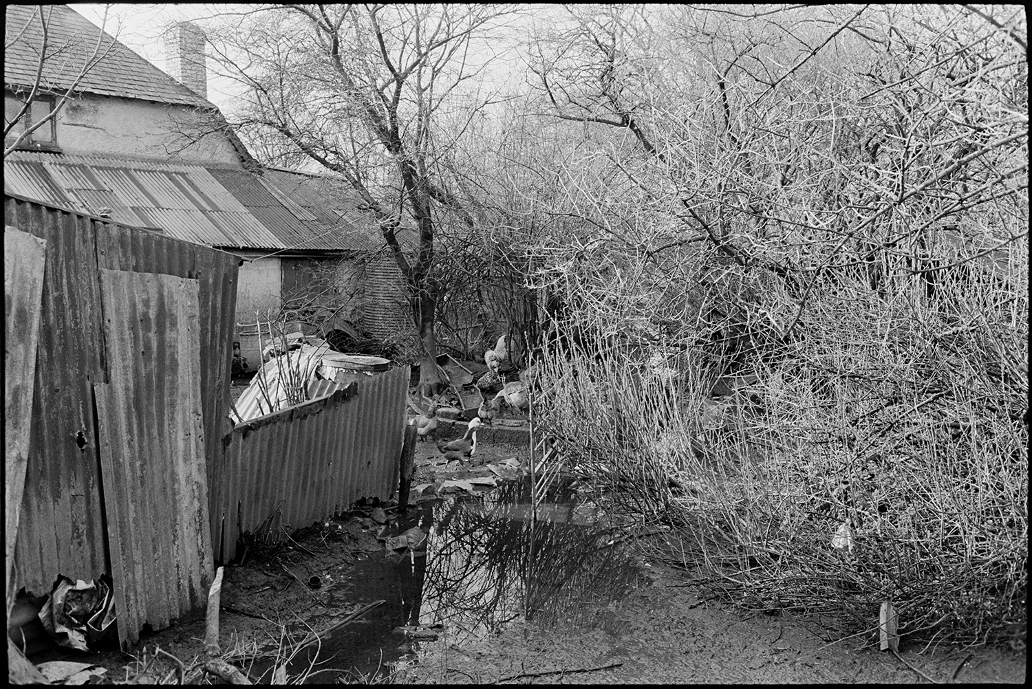 Mucky farmyard, geese, cows, mud, snowdrops in old orchard, tractor.
[Muddy and waterlogged farmyard at Cuppers Piece, Beaford. Muscovy duck and chickens, corrugated iron sheds, an overgrown hedge and a farmhouse can be seen.]