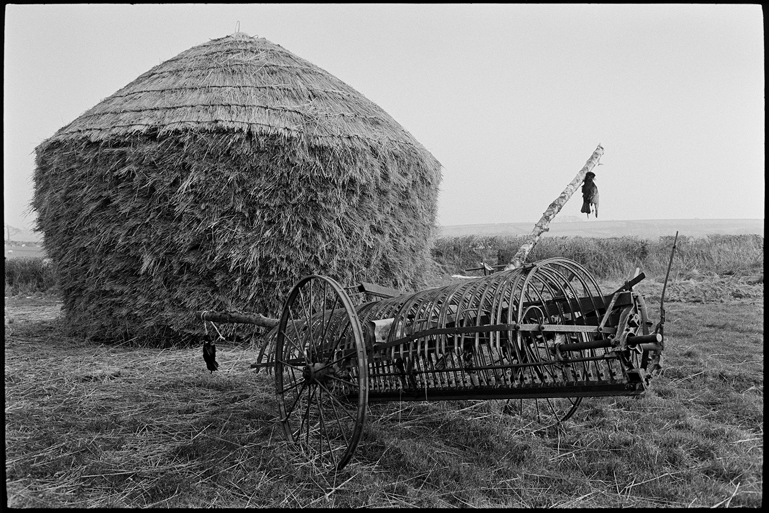 Thatched rick, old farm machinery. 
[A thatched wheat rick in a field at Westacott, Riddlecombe. A piece of farm machinery is parked in front of the rick and has two dead birds hung from it.]
