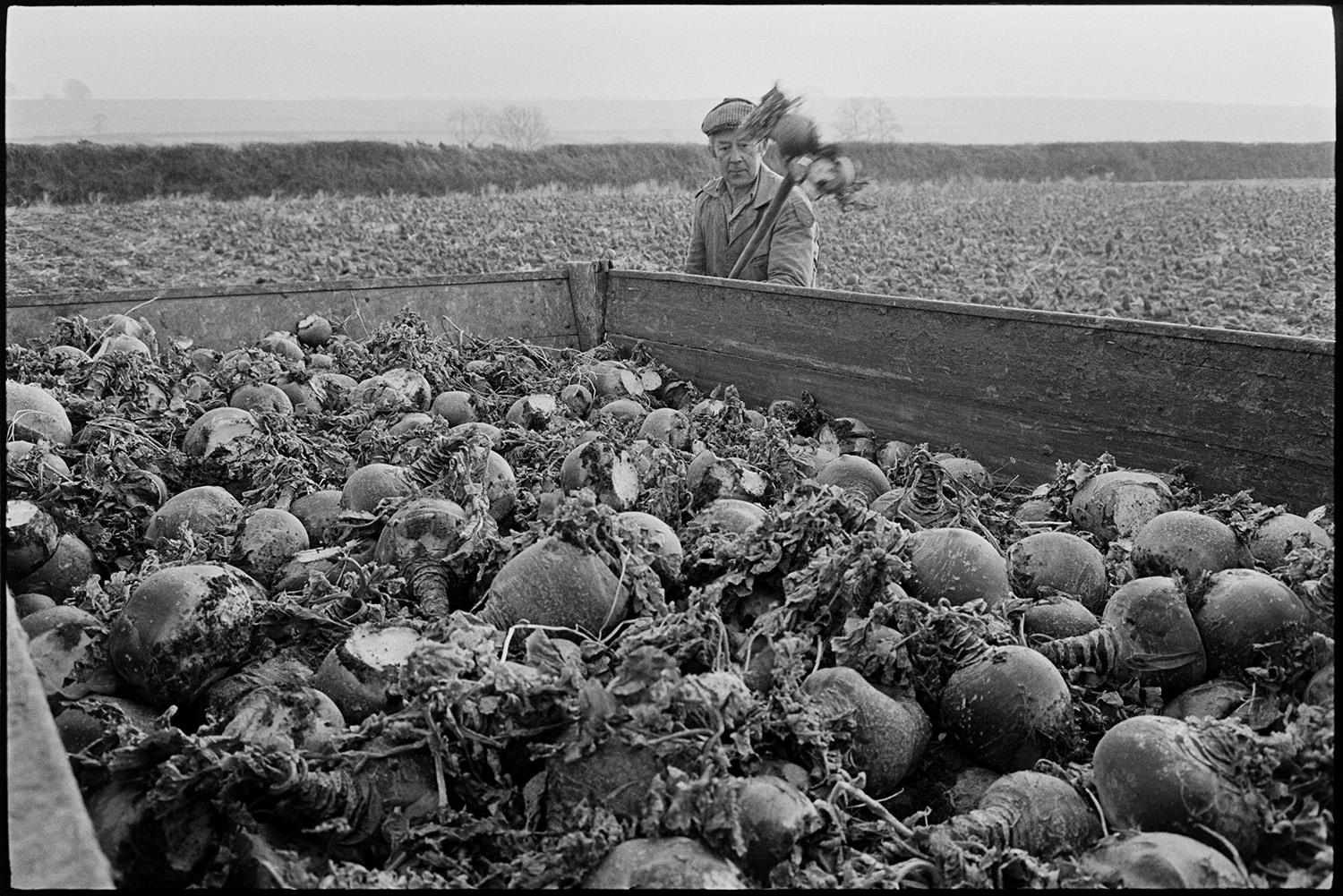 Farmers harvesting beet. 
[Mr Stoneman harvesting a crop of beet in a field at Skerries, Riddlecombe. He is putting the beet into a trailer.]