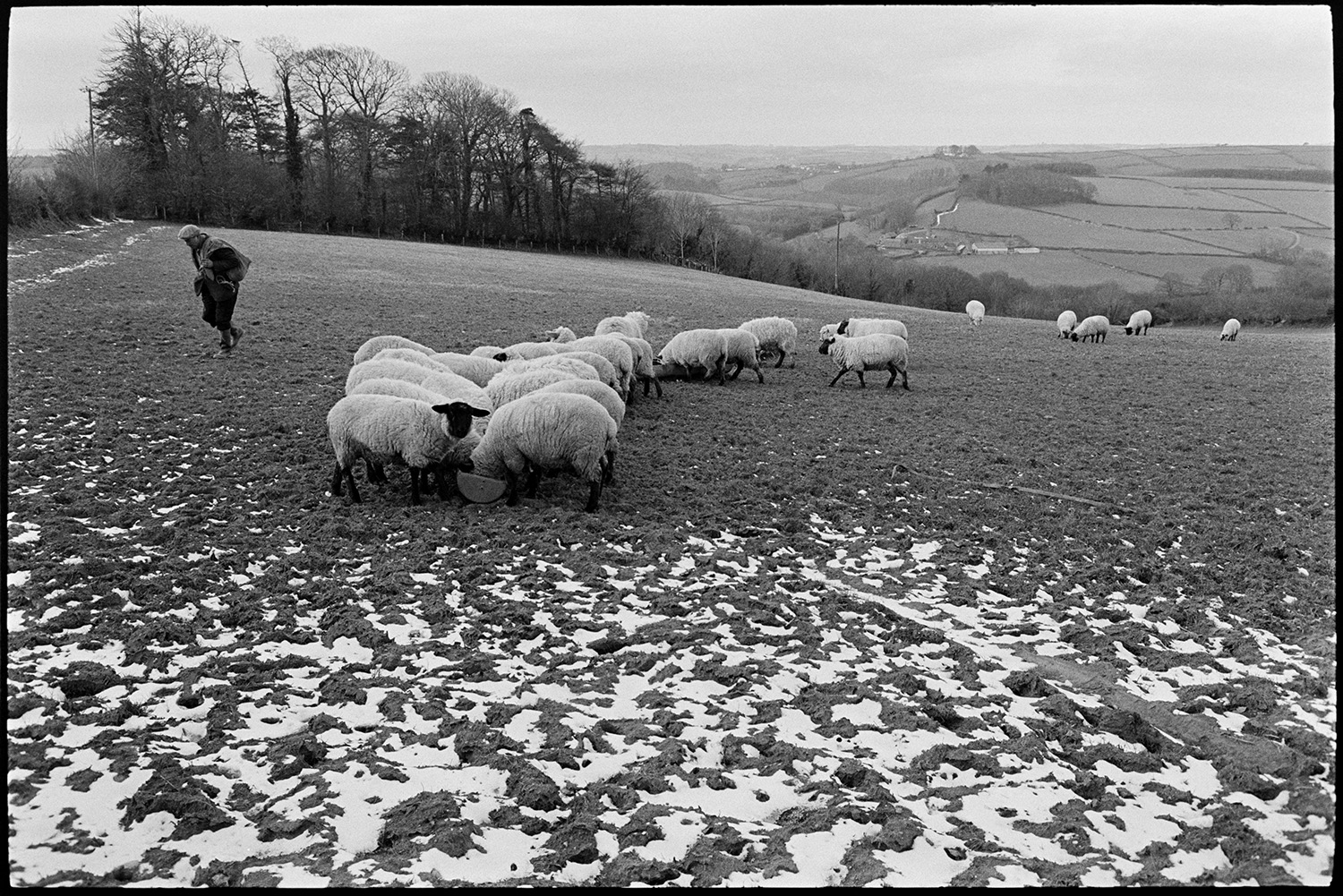 Snow, farmer feeding sheep, trough. 
[Sheep feeding from troughs in a field at Ashwell, Dolton. George Ayre is walking away from the sheep after filling their troughs with feed. Patches of snow can be seen in the field in the foreground.]