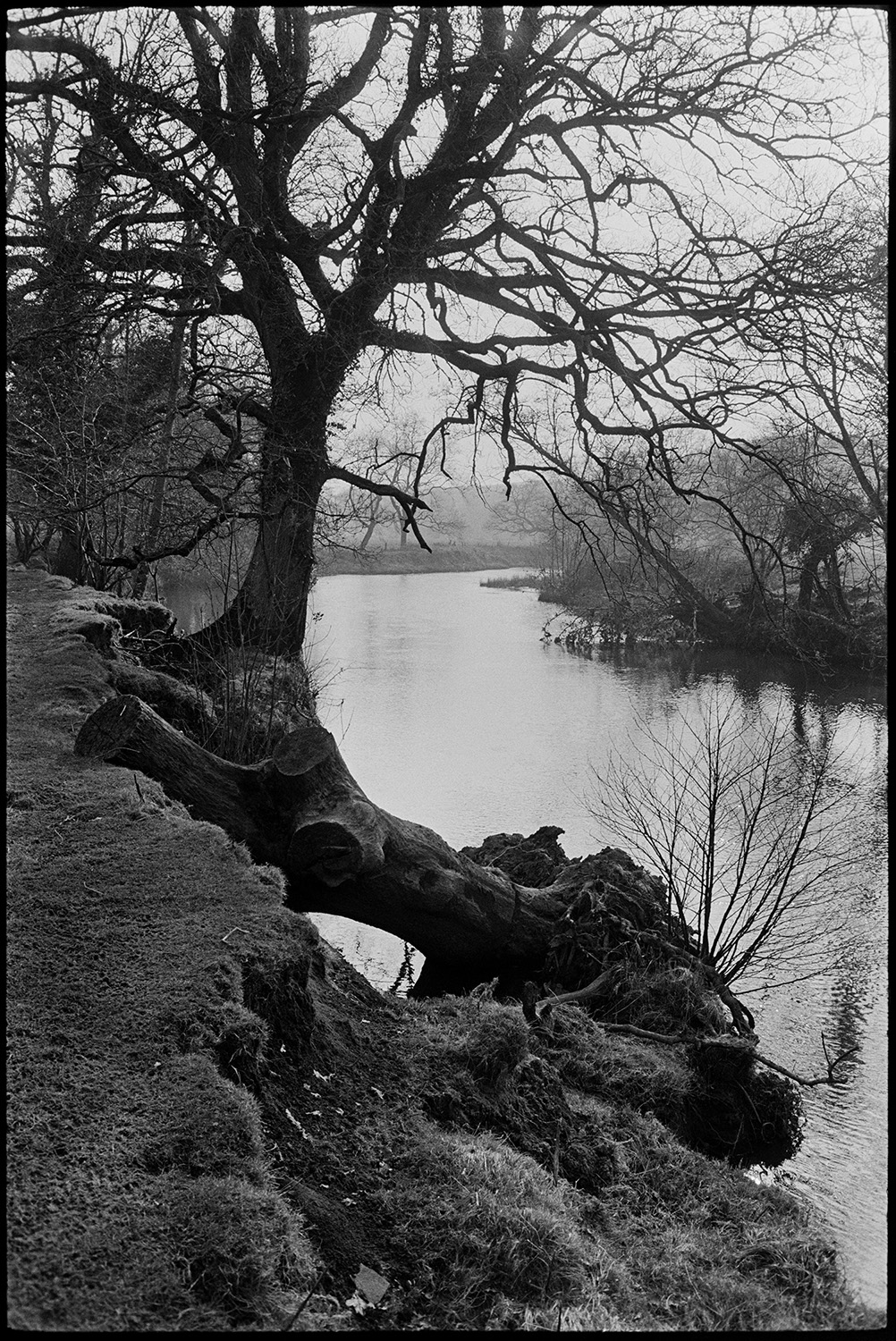 Collapsed river bank with tree. 
[A tree trunk which has collapsed into the River Torridge, along with part of the river bank, at Lower Langham, Dolton.]