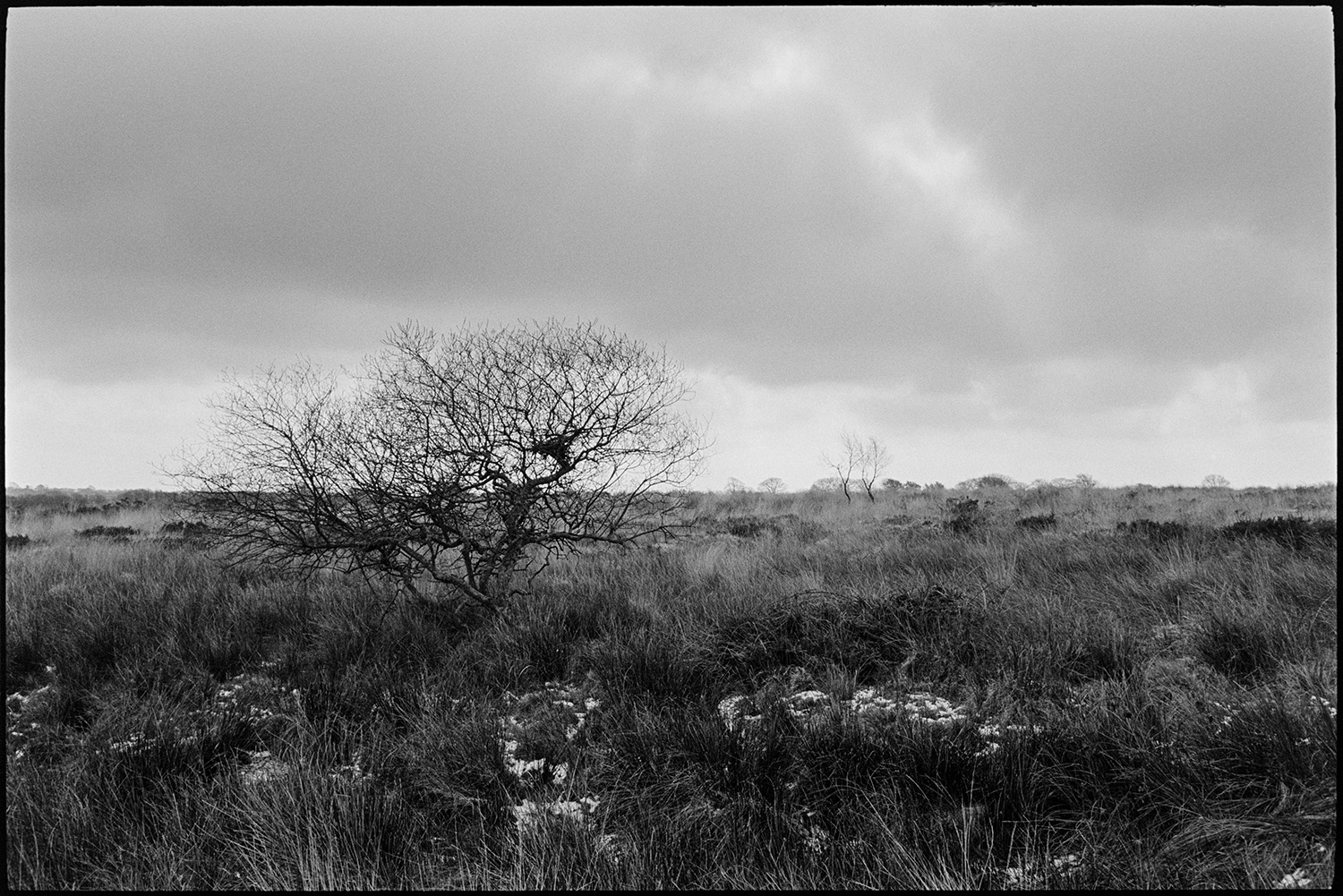 Small tree with birds nest on frosty moor. 
[A bird's nest in a small tree on Hollocombe Moor. Small patches of snow can be seen in the moor.]