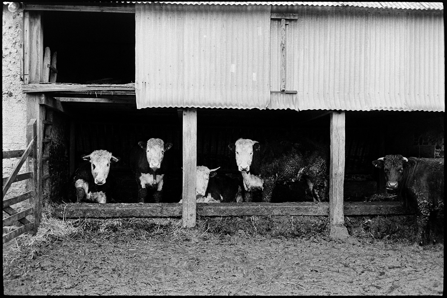 Cattle looking out of barn. 
[Cattle looking out of a barn with wooden beams, onto a muddy farmyard at Gosses, Hollocombe.]