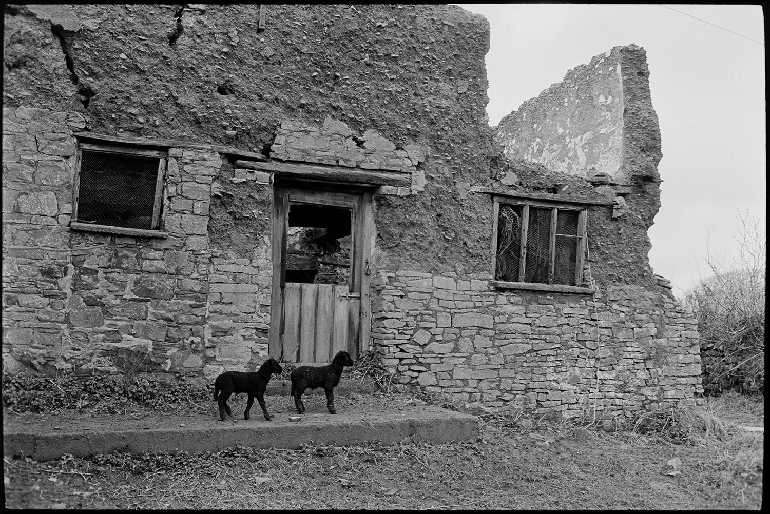 Two lambs stood outside the ruins of a stone and cob cottage. The wooden door and window frames of the cottage are also visible.