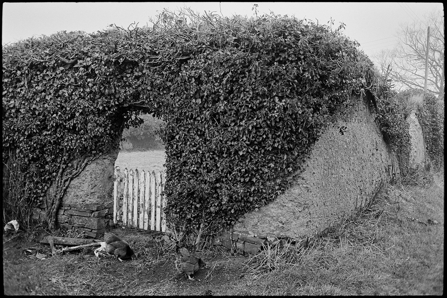 Ivy covered cob wall of garden with gate. 
[Two chickens by an ivy covered cob wall with a small wooden gate to a garden at Eastacott, Dolton.]