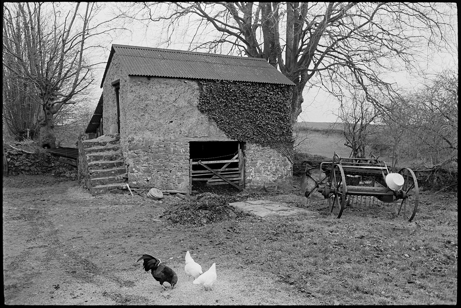 Chickens and a cockerel in the famryard at Colehouse, Riddlecombe. A piece of farm machinery is parked next to a stone and cob granary barn with steps in the background. The entrance to the lower half of the granary has a field gate and ivy is growing up the wall.]