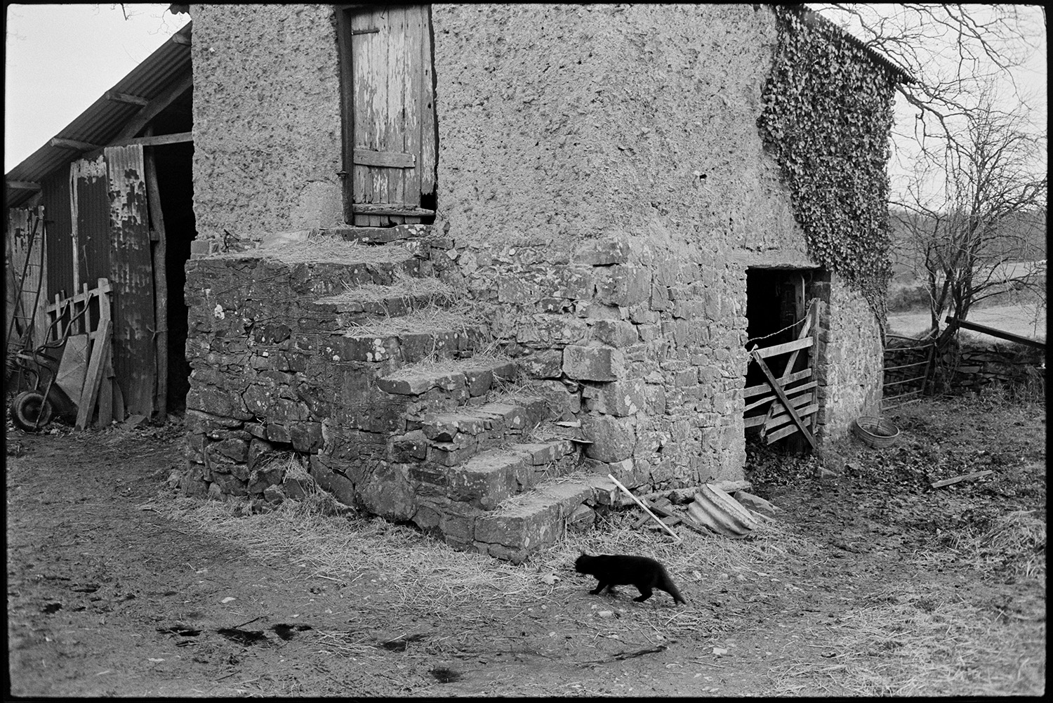 Farmyard, barn granary, farmer with cows and chickens. 
[A cat walking past the stone steps leading up to a stone and cob granary. The entrance to the lower half of the granary has a field gate and ivy is growing up the wall. A corrugated iron lean-to is fixed to the other side of the barn.]