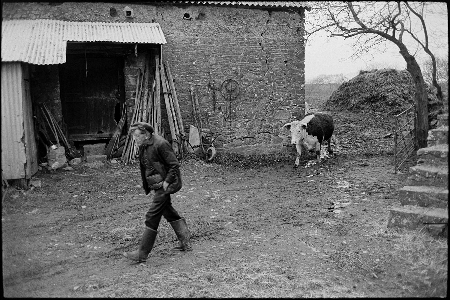 Farmyard, barn granary, farmer with cows and chickens. 
[Bill Cooke leading a cow through the muddy farmyard at Colehouse, Riddlecombe. They are passing a stone barn with a large crack in it and a corrugated iron lean-to with various farm implements. A dung heap can be seen in the background.]