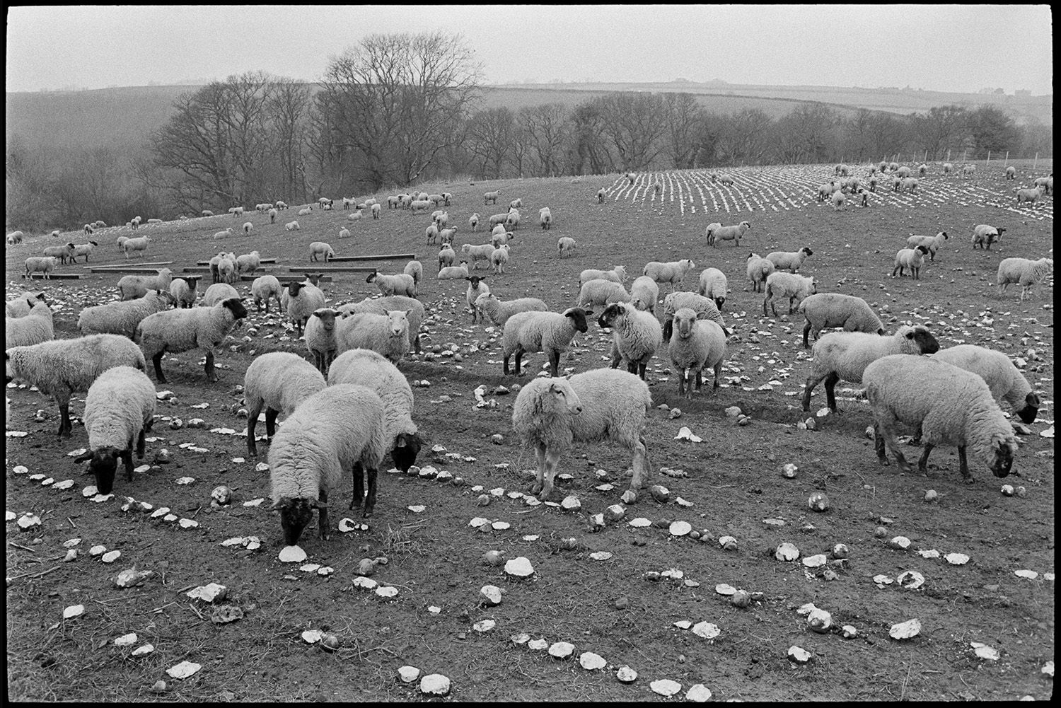 Sheep in field with mangles. 
[Sheep eating mangolds or mangelwurzels in a field at Woolleigh Barton, Beaford.]