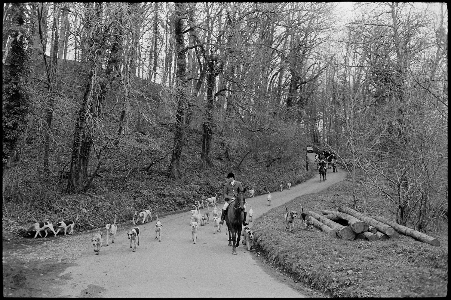 Hunt meet at house, followers and riders waiting, master, hounds setting off through village.
[Hunt Master mounted on a horse and leading a pack of hounds and other hunt riders along a road through woodland at Hackwells, Dolton. A pile of cut logs can be seen on the side of the road.]