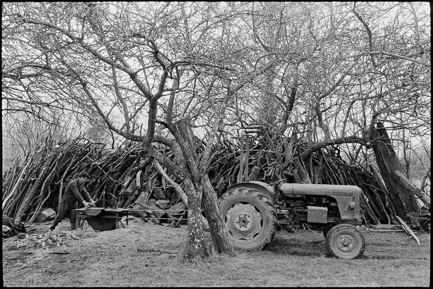 Farmer sawing logs on circular saw, woodpile in orchard. 
[Morley King sawing logs on a circular saw in an orchard at Middle Week, Iddesleigh. He is using a tractor with a pulley to drive the saw. A large woodpile is visible in the background.]