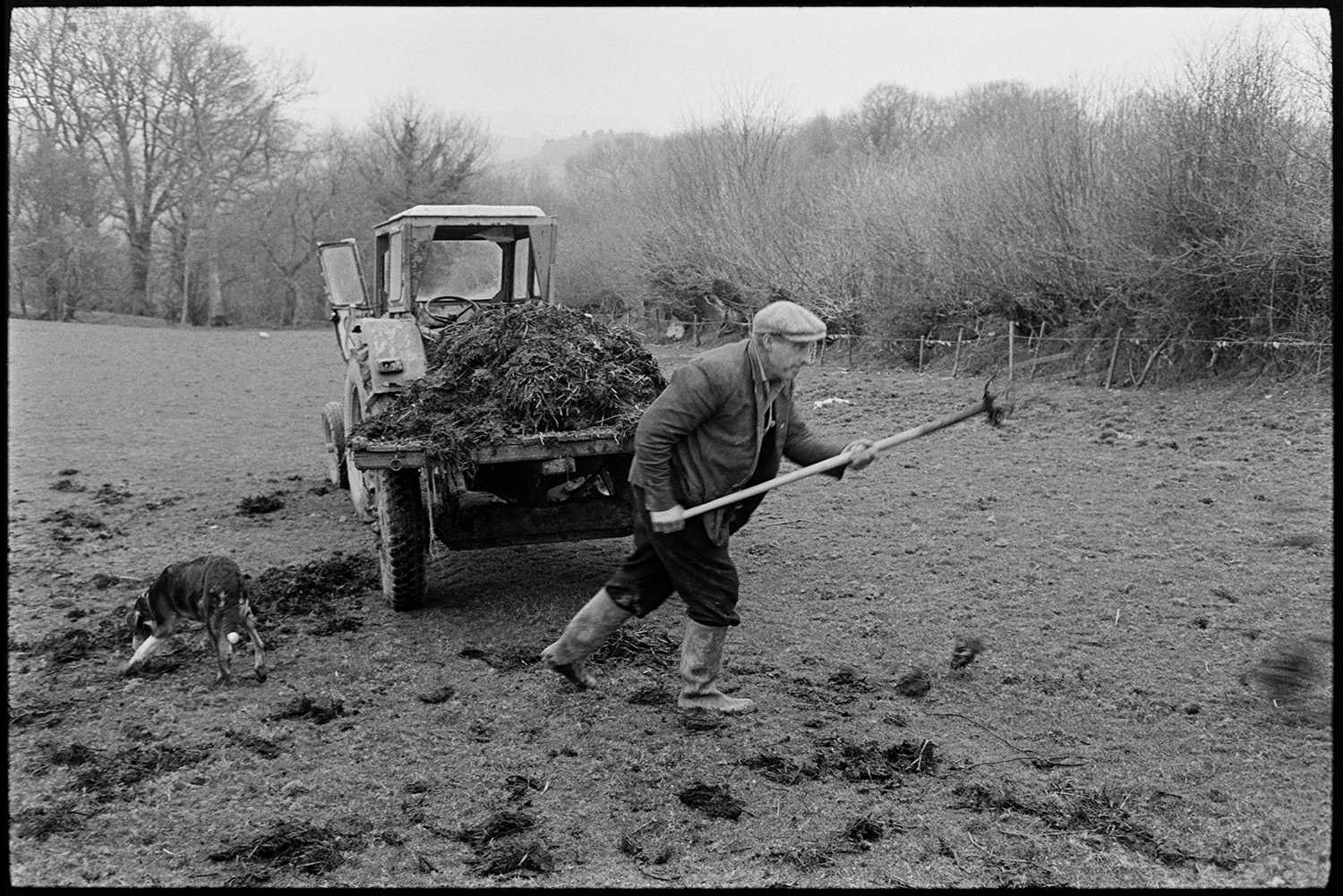 Farmer muck spreading by hand with tractor and trailer. 
[George Ayre muck spreading in a field at Ashwell, Dolton, by hand, using a fork. The manure is loaded on a tractor and trailer behind him, and a dog is with him.]