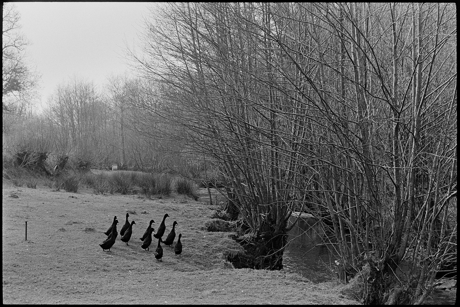 Ducks beside stream. 
[Indian Runner ducks beside a stream lined with trees at Millhams, Dolton.]