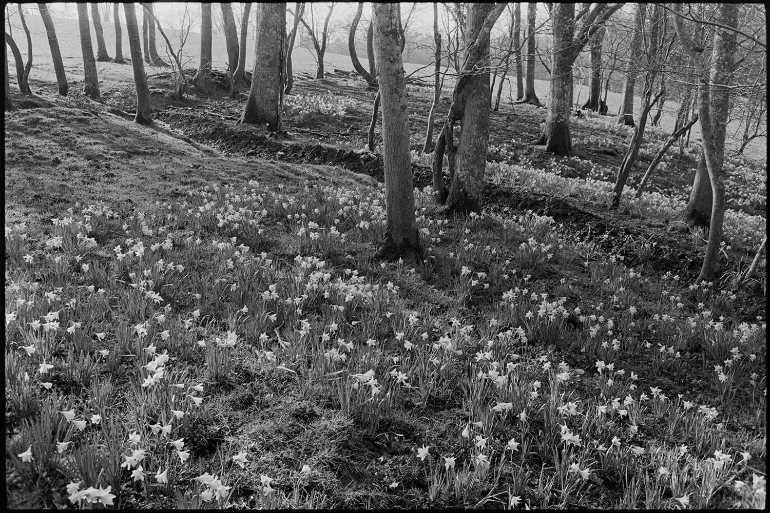 Trees with daffodils. 
[Daffodils in bloom in a wooded area by a field at Lower Langham, Dolton.]
