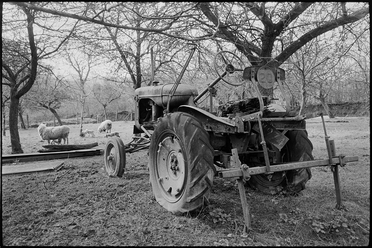 Old tractor in orchard. 
[An old tractor in an orchard with sheep and lambs at Lower Langham, Dolton.]