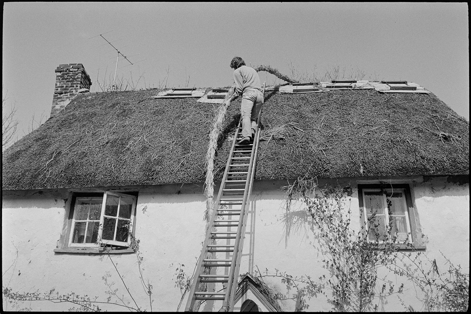 Thatcher thatching ridge of cob cottage, making spars. 
[A man up a ladder thatching the ridge of  a cob cottage at Addisford, Dolton.]