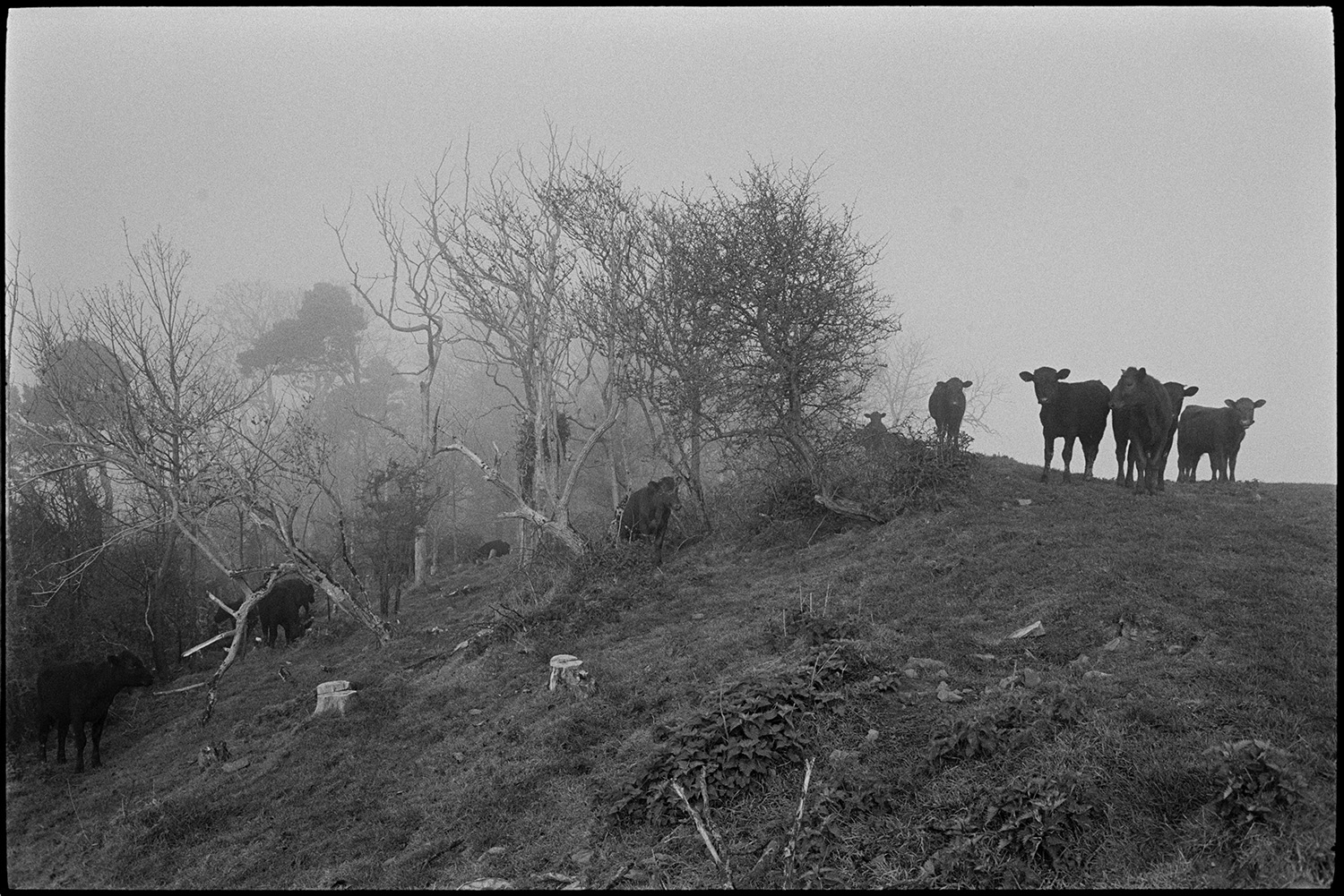 Cattle in mist. <br />
[Cattle grazing amongst trees in a misty field on a hillside at Tennacott, Bideford.]