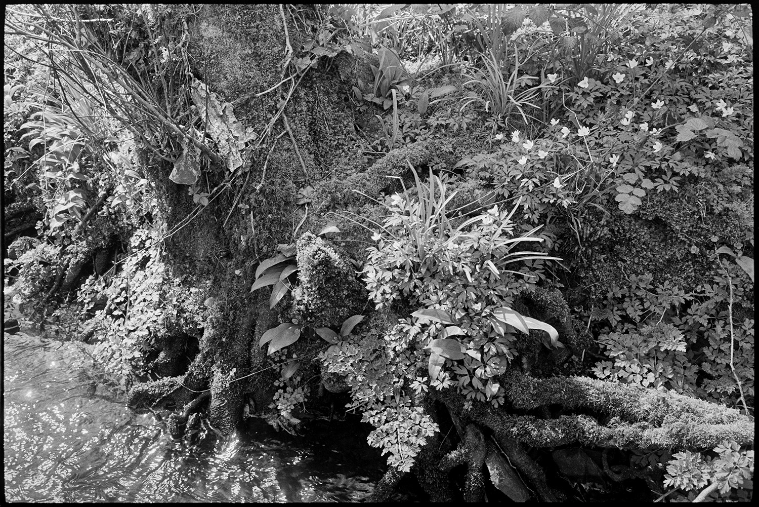 Flowers and leaves beside stream. 
[Flowers and moss covered tree branches growing on the banks of a stream near Addisford, Dolton.]