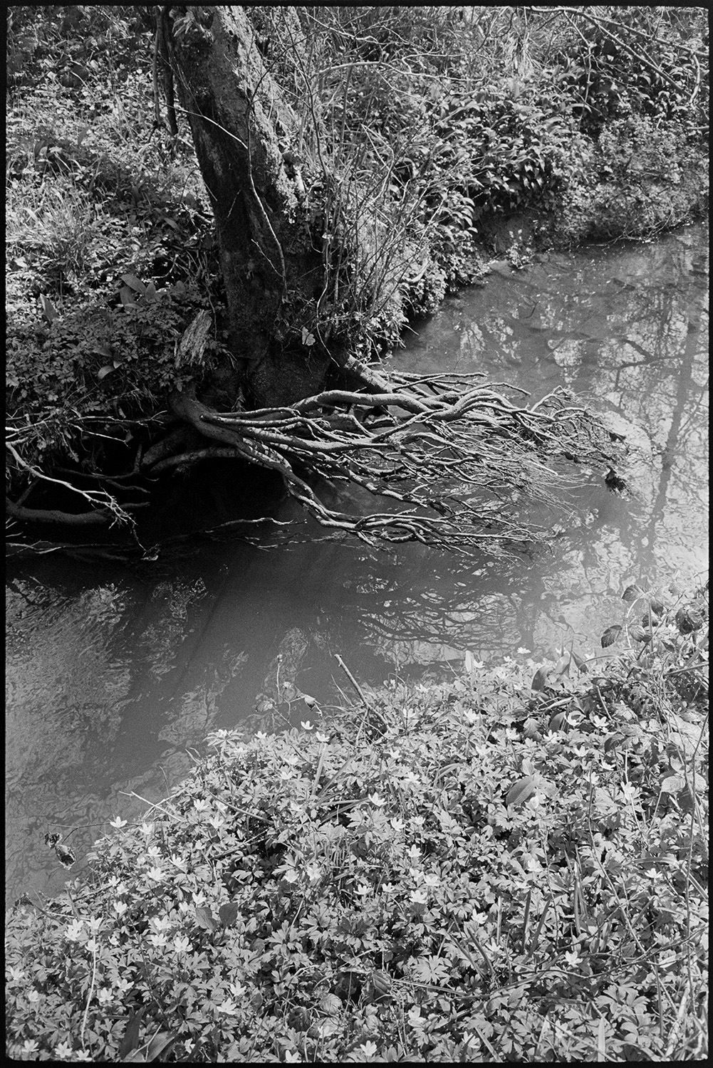 Flowers and leaves beside stream. 
[Tree roots and foliage overhanging a stream near Addisford, Dolton. A tree is also growing at the edge of the stream.]
