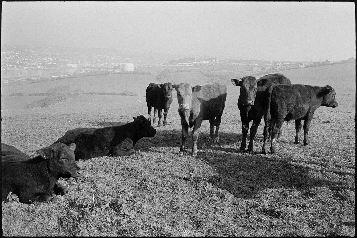 Cattle in mist, clearing. 
[Young cattle in a fields at Tennacott, Bideford. The town of Bideford can be seen in the background through the mist.]