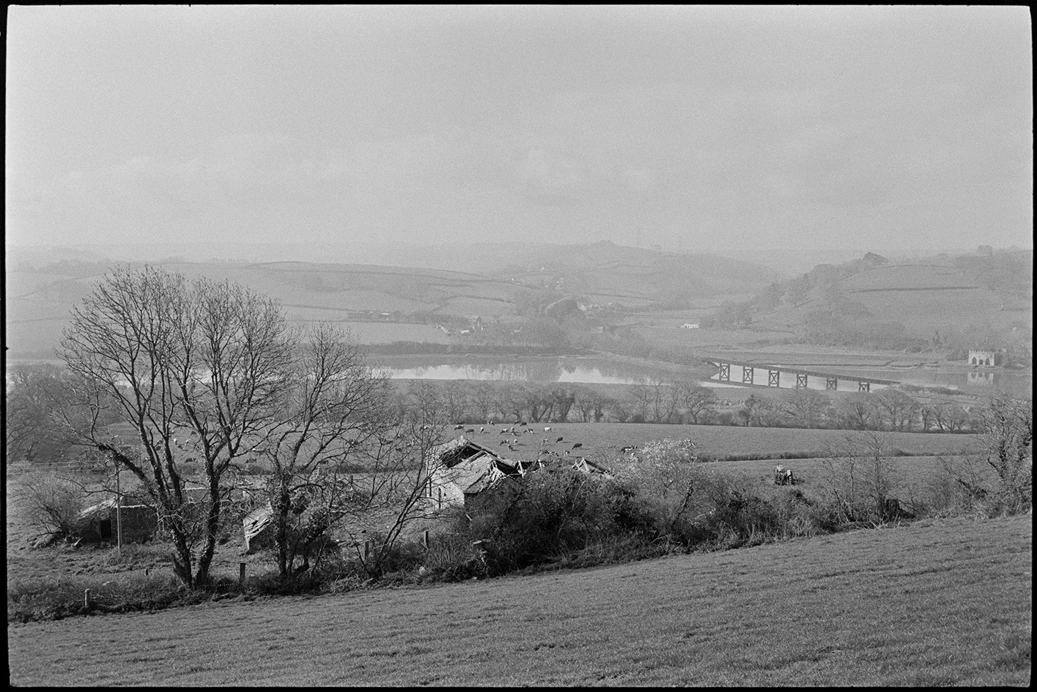 Cattle in mist, clearing. 
[Cattle grazing in a field with barns at Tennacott, Bideford. The railway bridge across the River Torridge at Pillmouth, Landcross can be seen in the background.]