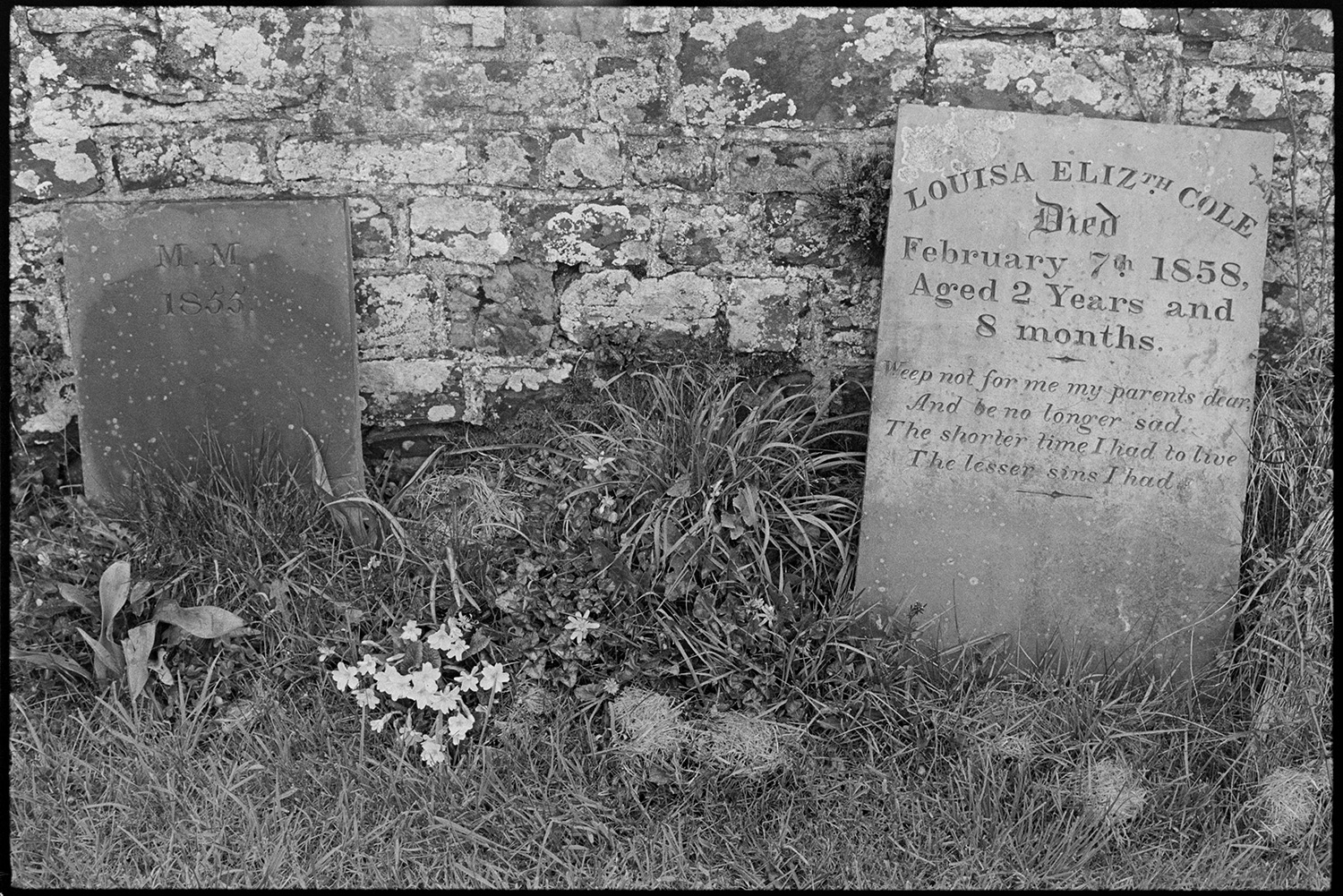 Graveyard, misty morning gravestones, child's headstone with poem and wild flowers. 
[The headstone of Louisa Elizabeth Cole by a stone wall in Burrington Churchyard. Primroses are growing by the gravestone.]