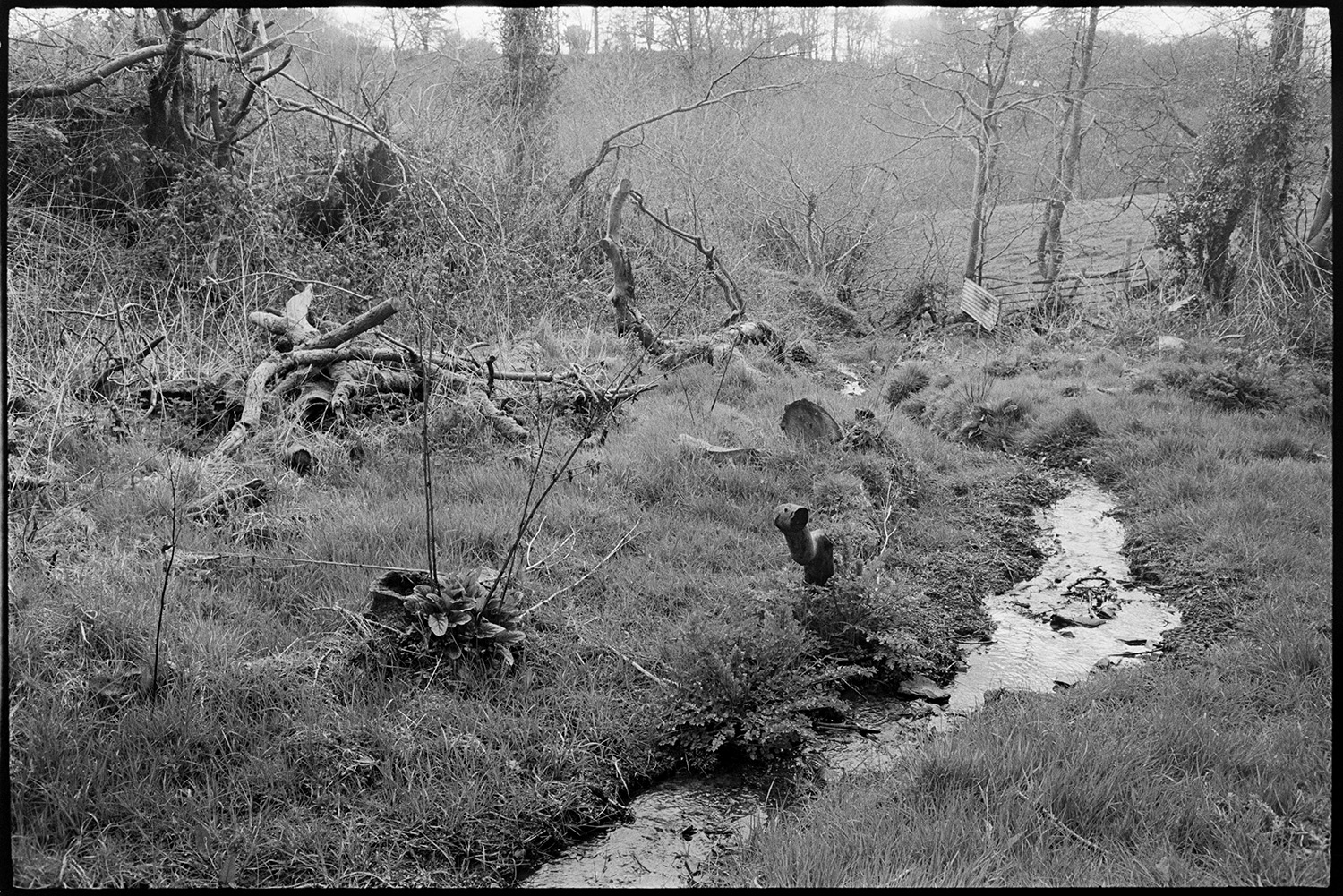 Fallen trees and branches, with stream passing through. 
[A stream running through a field past logs and trees at Newcombe, Dolton.]